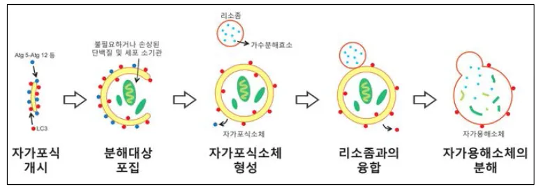 간헐적 단식 다이어트 효과 : 단식 시간에 따른 변화 (오토파지)